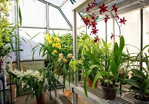 В каких магазинах можно купить орхидеи красные цветы купить